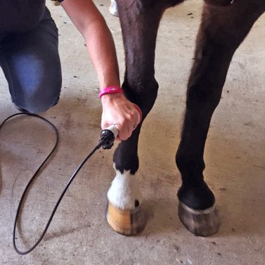 Equine Laser Therapy